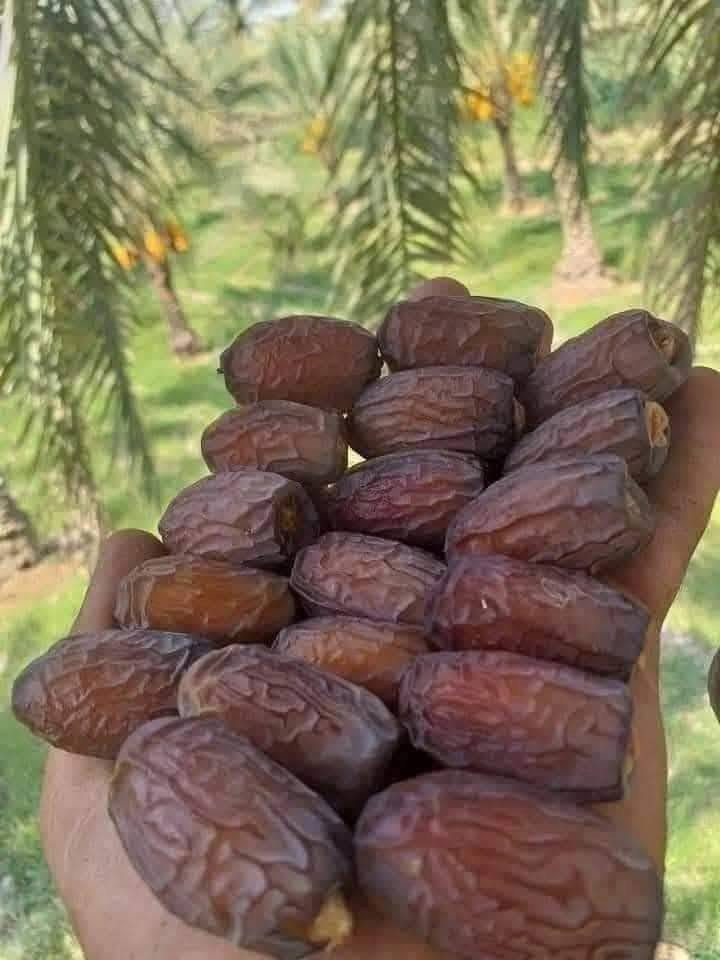 يوجد  لدينه برحي درجه اولا وبريم درجه أولا مال تجميد ومستعدين  تجهيز أي كميه وبل ضافه خدمت توصيل داخل تكريت  ***********

نص مكتوب في الصور:
- البرحي تمور العراق الفاخرة