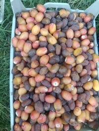 رطب البريم • درجة أولى • توصيل السماوة