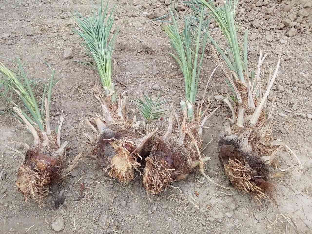 وصل اليستاهل الشتال شلاع الصبح شويثي اصفر وشكرات مثل ما جاي تشوفون احجام تخبل وشرط المصداقية ***********
