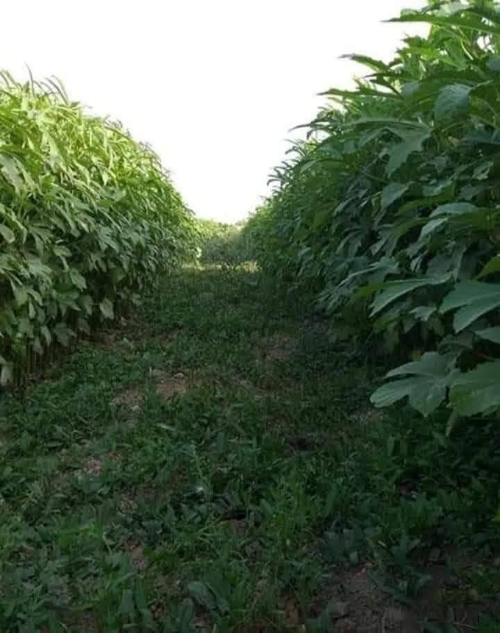 يوجد بذور بانيه فرنسيه بنت القوطيه الاربعينيه انتاجيه خير من الله تحمل حراره الصيف جدا عاليه متعهد بها ضمان شرط الحوي الصيفيه شتويه تنزل***********
