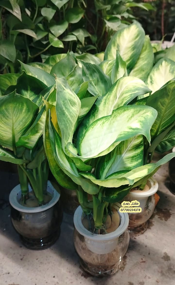 #على_بركة_الله_وتوفيقة 🌳🌳 
وصوله وجبة جديده نباتات مائيه 😍🌸 
 بأشكال مختلفة 👍♥️

مشتل جوري 🌳🌳

للأستفسار مراسلة الصفحة أو الاتصال على الرقم *********** + واتساب 

زورونا على عنواننا التالي 🍂🍂
صلاح الدين المجمع الدور السكني سوق الرابع
 مقابل مدرسة الريان // شارع قبل مدخل المدير العام👍🌳

نص مكتوب في الصور:
- مشاتل جوري ***********
- مشتل جوري ***********
- مشاتل جوري
- ***********
- مشتل جوري