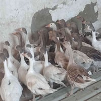 قازات • نضاف • الموصل