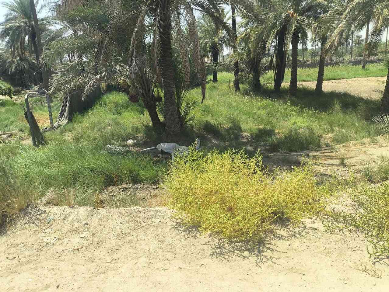 السلام عليكم يوجد قطعت ارض طابو زراعي سنت 25 لبيع قرب شركه الرنا تبعد عن الشارع العام 1000 متر سنتر ع شارع المنطقه المساحه الكوليه 820  النزال 41 متر والعرض 20 متر السعر واتساب او الاتصال ويوجد قطه ركن بصفه هم ع شارع المنطقه سنتر 140 متر الاستفسار ***********
