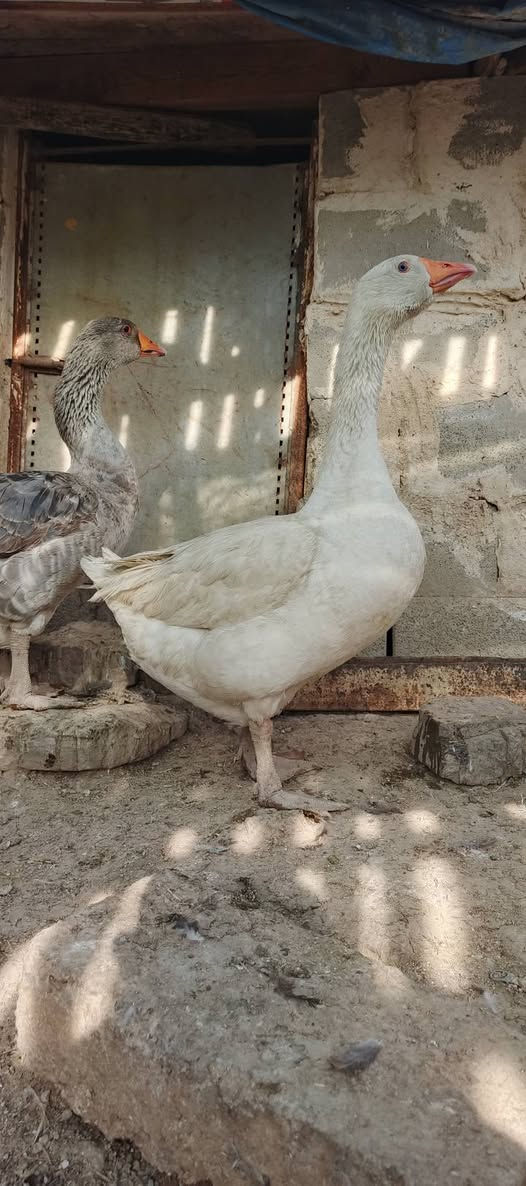 شاورما • نظيف • السليمانية