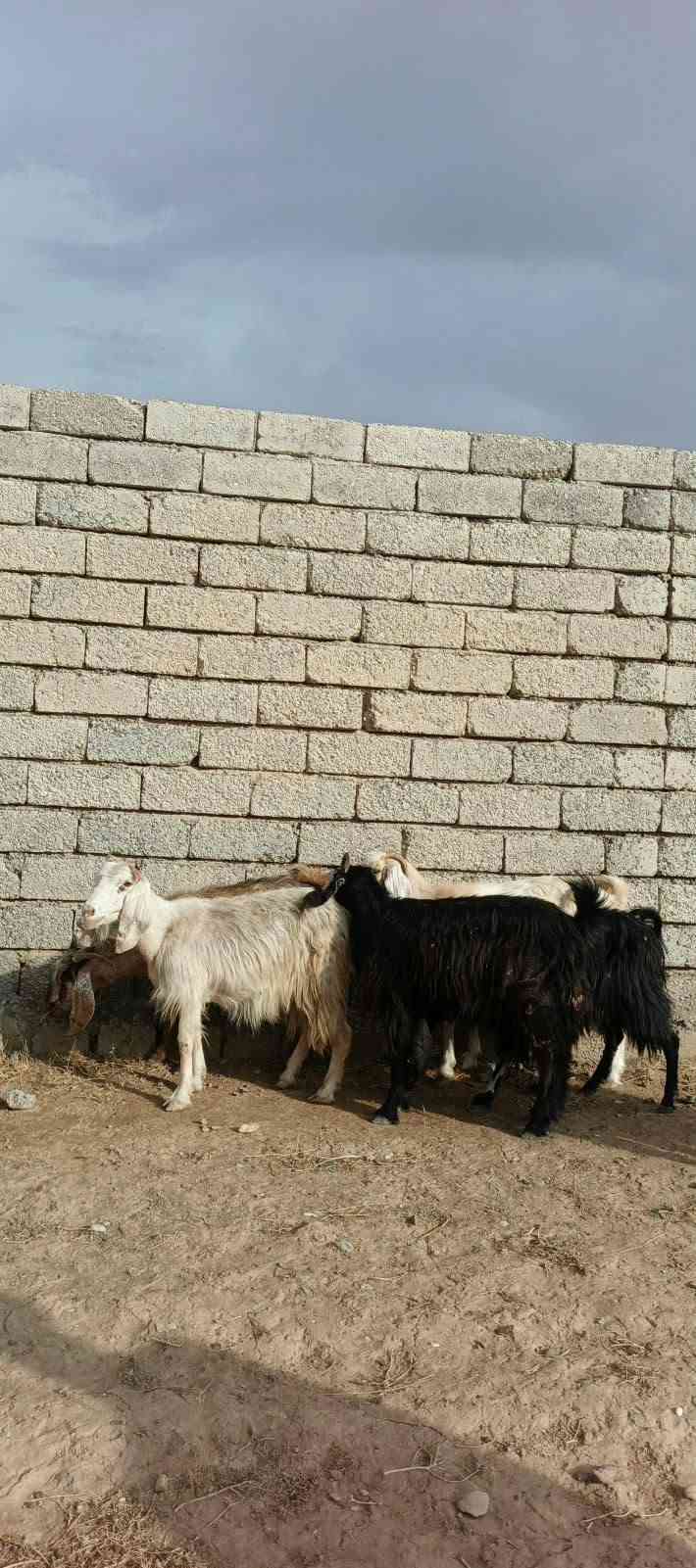 معز • ٧ راس • جنس رقم واحد