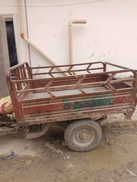 ستوته • شغاله • فيه مجال