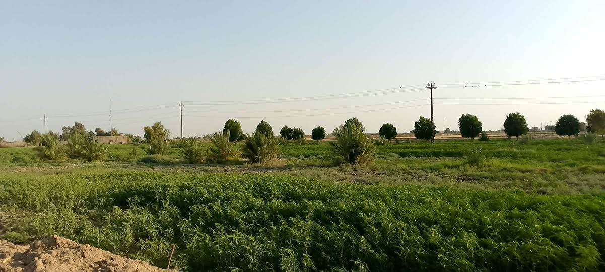 أرض زراعية للبيع – 60 دونم
بسم الله الرحمن الرحيم 🌿
📍 أرض زراعية للبيع – صوب بني ركاب
📐 المساحة: 60 دونم
🛣️ طبك على شارع التبليط
💧 ماء متوفر شتاءً وصيفاً
🌱 أغلب الأرض چتف وصالحة للزراعة
📍 قرب مدرسة المنصورة وعلى طريق المريبيع
✅ كافة الخدمات متوفرة
🏫 مدارس قريبة
⚡ كهرباء
📡 برج إنترنت
🏠 بيت ومحاصير
🌴 نخل مثمر
📌 تجي وتشوف بعينك
📞 للاستفسار والاتصال:
***********
