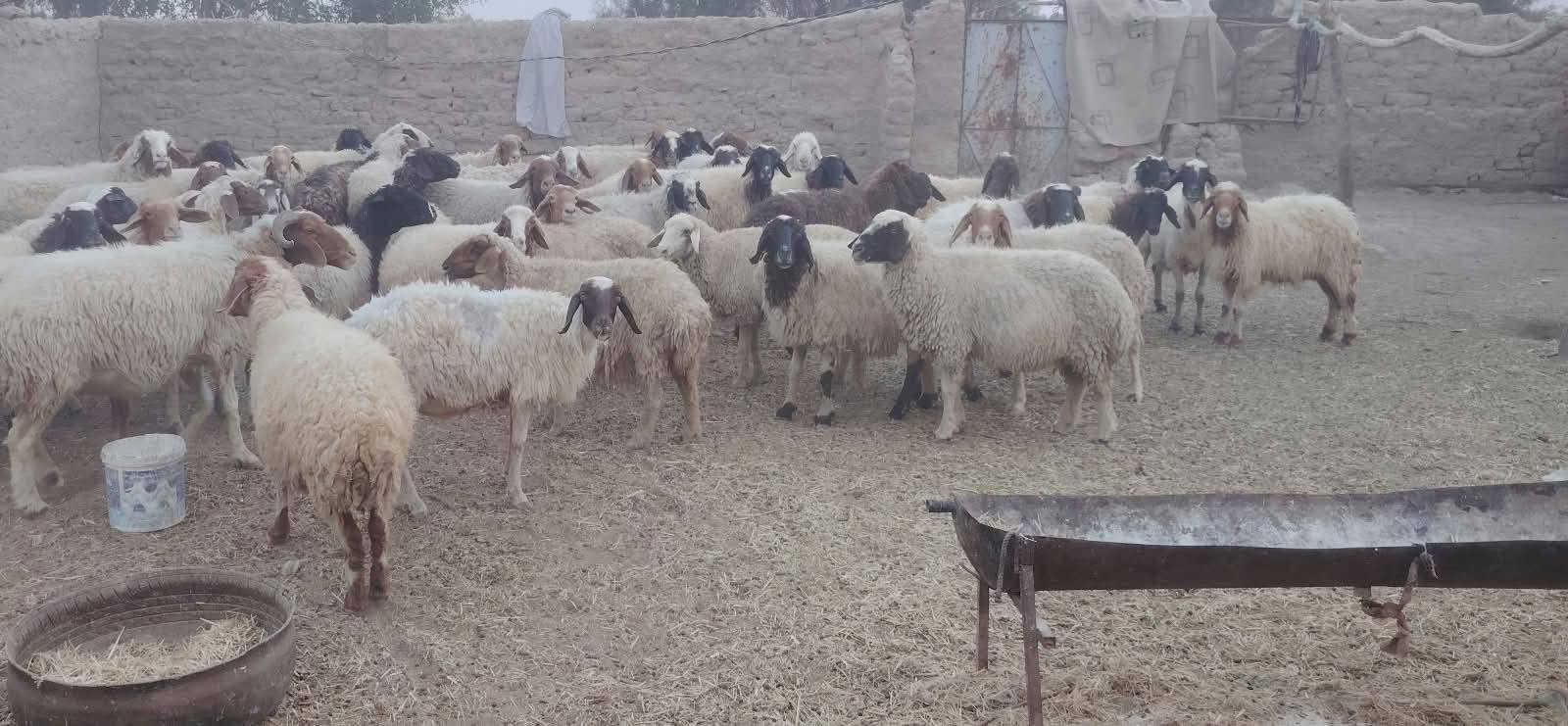 نعجات • ٦٠ راس • الدوانيه الشافعيه
