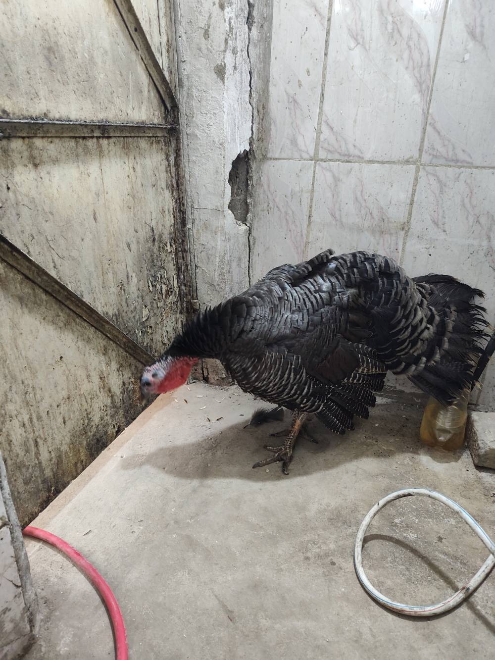 بغداد • نثية بياضه • صحتها جيدة
