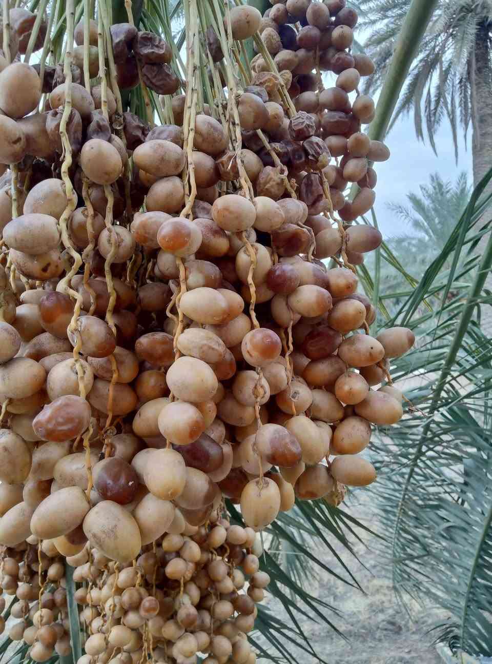 عثوك برحي • متوفر • تواصل خاص