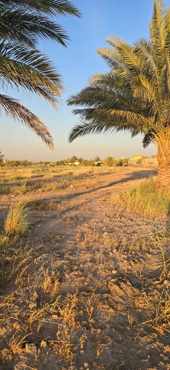 للبيع(10)  دوانم🌲 زراعي اصلاح 24.( تريد دوانم  او اكثر عادي)🌳
الموقع المحاويل البدع شارع حله بغداد تبعد عن شارع العام 250 م موقع حلو وهادئة 🌲🌲
نزال طريق عرض 8 م
متوفر بيه كافه الخدمات 
ماء نهر 💧
ماء اساله 24 ساعه 💧
كهرباء ⚡ 
سعر تفاصيل اكثر اتصل ✨
‏‪***********‬‏📞
 ***********📞 حلة, بابل
