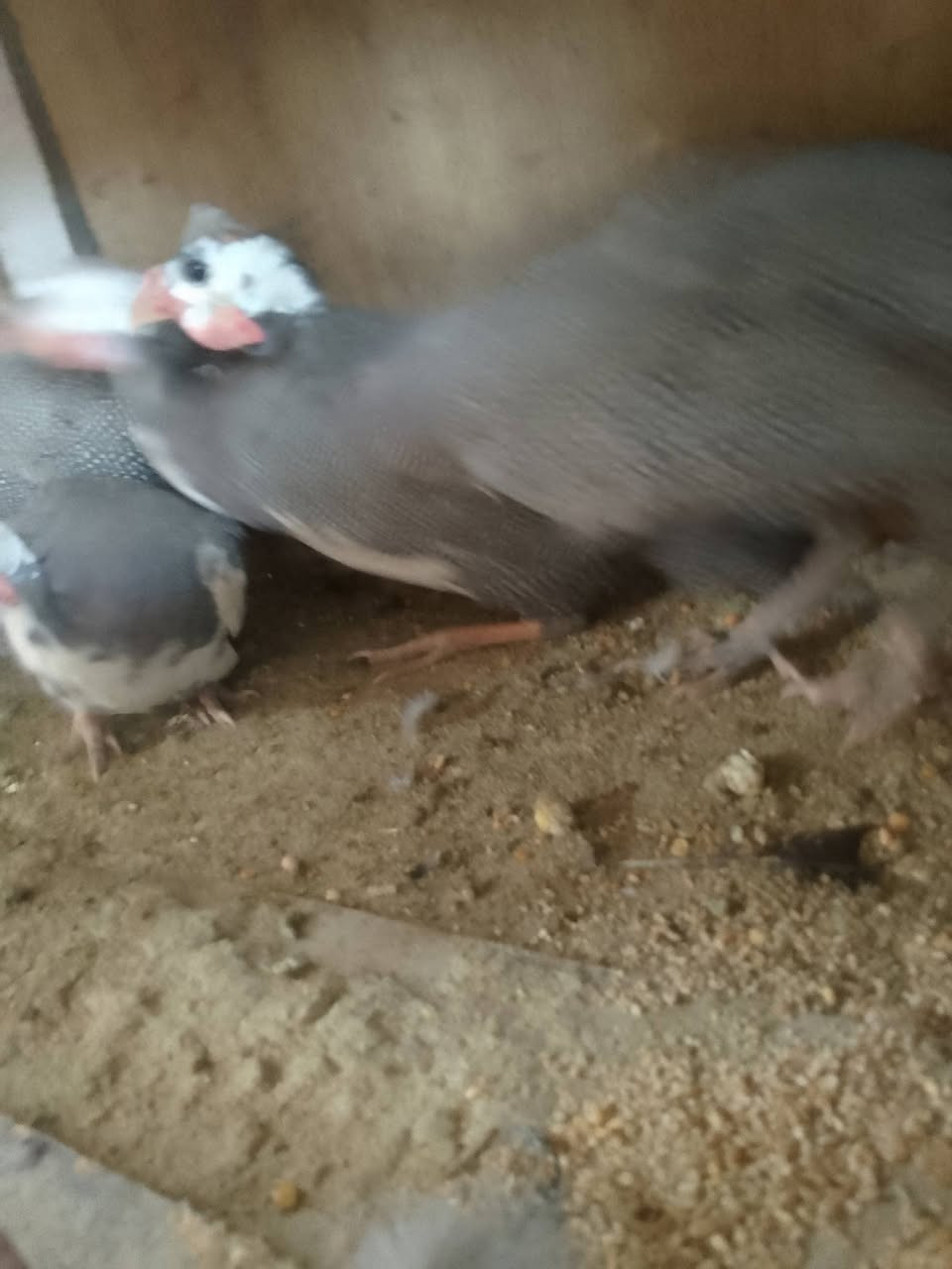 دجاج فروع لبيع***********
