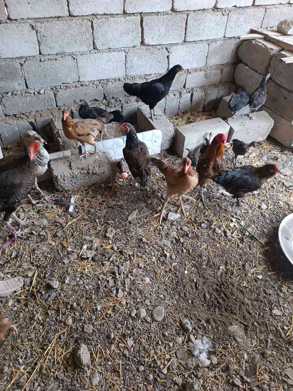 متاح دجاج بياض مع ديجين مع صواصي اصغار واكبار مع بصراويه 

رقم الهاتف ***********
