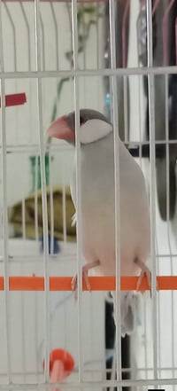 جاوه المنيوم • ٨ ازواج • ناصرية