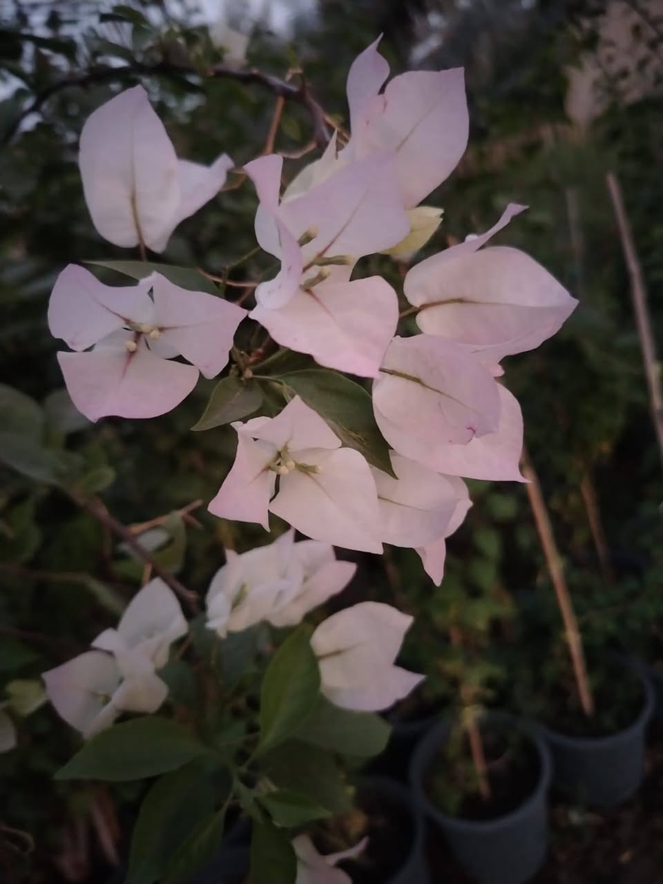 السلام عليكم 🌿
مجموعة مشاتل السيد توفر لكم أفضل شتلات الزينة والحمضيات:
(ياس سندانه خشن ، دم العاشق ، كاريزيا ، بخور ، جهنمي متسلق خشن ، ياسمين هندي خشن / وسط / صغير ، دورنتا ليمونيا ، دورنتا ليمونيا مشخطه ، ورد محمدي متسلق ، ورد القداح ، ياس جيس ، الدخان ، حمضيات صيني ، ياباني ، برتقال سكري ، برتقال عراقي ، ليمون عراقي ، لالنكي عراقي ، وأصناف أجنبية أخرى).
📲 للتواصل المباشر عبر الواتساب اضغط على الرابط:
https://wa.me/9647713397964

او الاتصال بنا عبر الرقم الاتي
***********

نص مكتوب في الصور:
- مجموعة مشاتل السيد لتصميم الحدائق ومنظومات الري والتقطير تصميم الحدائق منظومات الري منظومات التقطير *********** سبع ابكار قرب الوقف السني