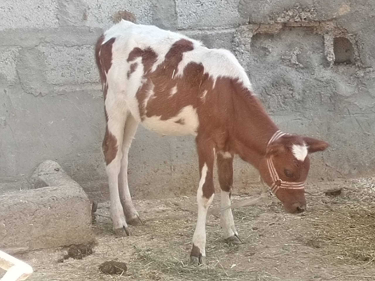 جوز حوليات • ٦ أشهر • ٥ أشهر