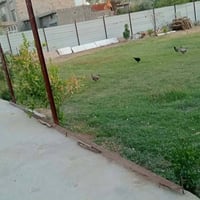 مزرعة نصف دونم للبيع مع بيت مساحته ١٦٠ متر بيت متكون من استقبال و مطبخ...