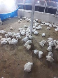 زوج دجاج • تكريت الايوبي