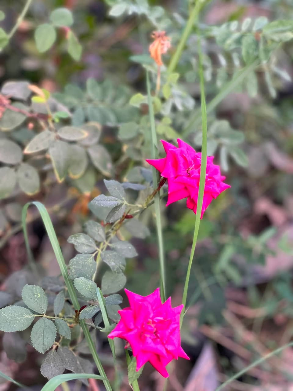 السلام عليكم 
متوفر ورد جوري عراقي 🌺🌸 الارتفاع (50سم) فما فوق 
يتوفر توصيل داخل شهربان 
سعر الشتله (2500) والتوصيل مجاني 
(الكمية محدودة) 
***********
