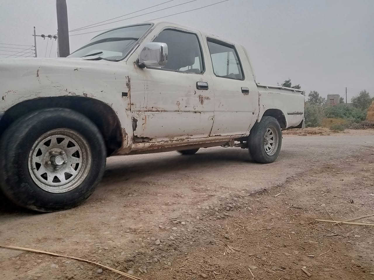صيني • ميسان • كميت