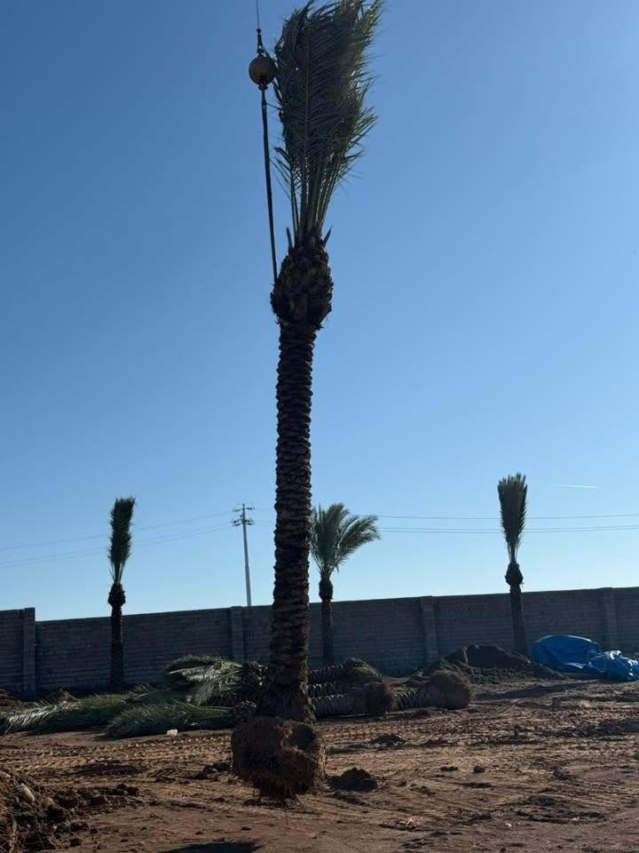 🌴 بسم الله الرحمن الرحيم 🌴

✨ إن شاء الله موسم خير وبركة على الجميع ✨

📢 مستعدون لتجهيز جميع دوائر الدولة، وكافة المزارع الخاصة والعامة، بأفضل أنواع فسائل النخيل.

✅ متوفر لدينا جميع الأحجام والأصناف:

🌴 العمراني • البرحي • مكتوم • الخستاوي • القيطاس • الجمالي • الأشرصي • الأبرين • الحمراوي • الشكر • الأشويثي الأصفر

🚚 متوفر خدمة توصيل إلى جميع محافظات العراق.

📞 للحجز والاستفسار، يرجى مراسلة الصفحة أو الاتصال على الأرقام التالية:

📱 ***********
📱 ***********
📱 ***********

🌴 نسأل الله لكم موسمًا زراعيًا مباركًا ورزقًا وفيرًا.

نص مكتوب في الصور:
- الساحل الاخصر للنخيل