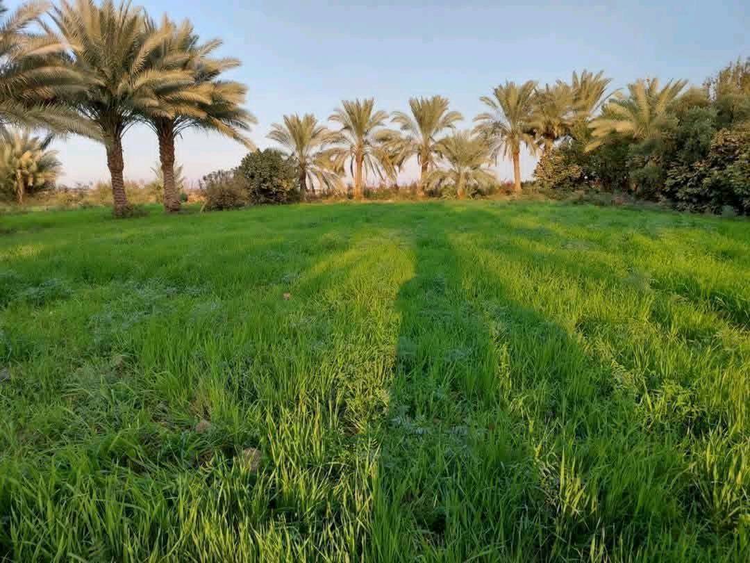 آخر 4 دوانم بلأرض وسعرهن كلهن ب 32
يعني ال 4 دوانم كلهن ب 32 مليون فرصه
ذهبيه جنس الارض طابو زراعي سند 25
حق التصرف والارض على شارع 10 متر
وواجهية الدونم الواحد 45×55 يعني مربع
العنوان تاجي سبع البور منطقة الشيخ عامر 
بلعيساويه تبعد عن سوك الشيح عامر 12
دقيقه وعن مدينة سبع البور 15 دقيقه 
للاستفسار واتساب ***********