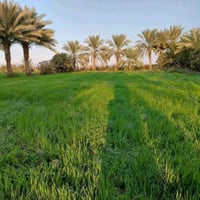 آخر 4 دوانم بلأرض وسعرهن كلهن ب 32 يعني ال 4 دوانم كلهن ب 32 مليون فرص...
