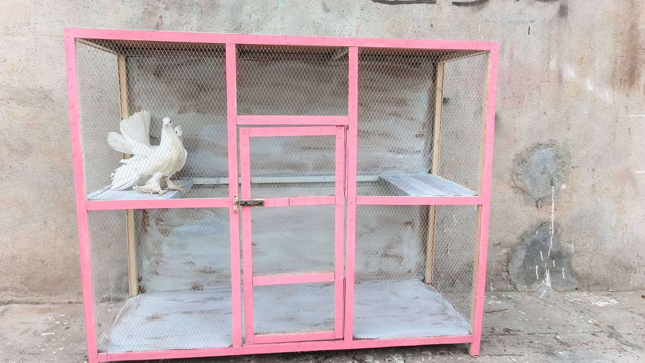 عواريس • قفصهن • تلكيف