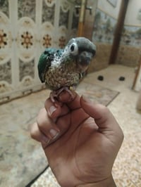 ازرق • بدايه فطام • ياكل باليد