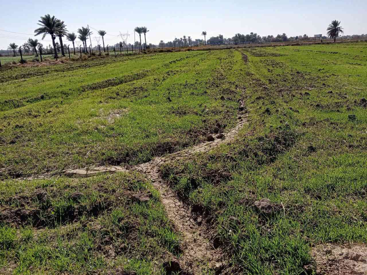 ارض زراعية للبيع مساحة الأرض 10 دونم طابو 25 العزيزية واسط مشروع الفداء تبعد من طريق كوت بغداد 1 كيلو ***********
