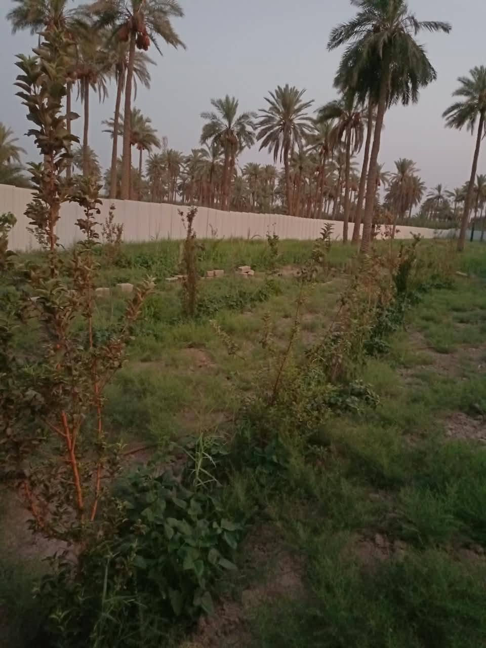 مسيجة • طابو زراعي سند ٢٥ • ٢٥٠٠م٢