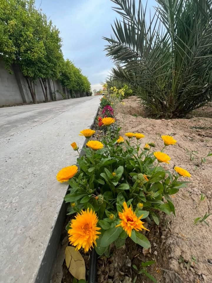 تعالو غيرو جو🩵🏊واشبعو عنب وتمر من مزرعتنا واستمتعو بمنظرهم الجميل والف عافيه🍇😊🪿🍏🍑🍒موقعنا بلد 
للحجز***********
