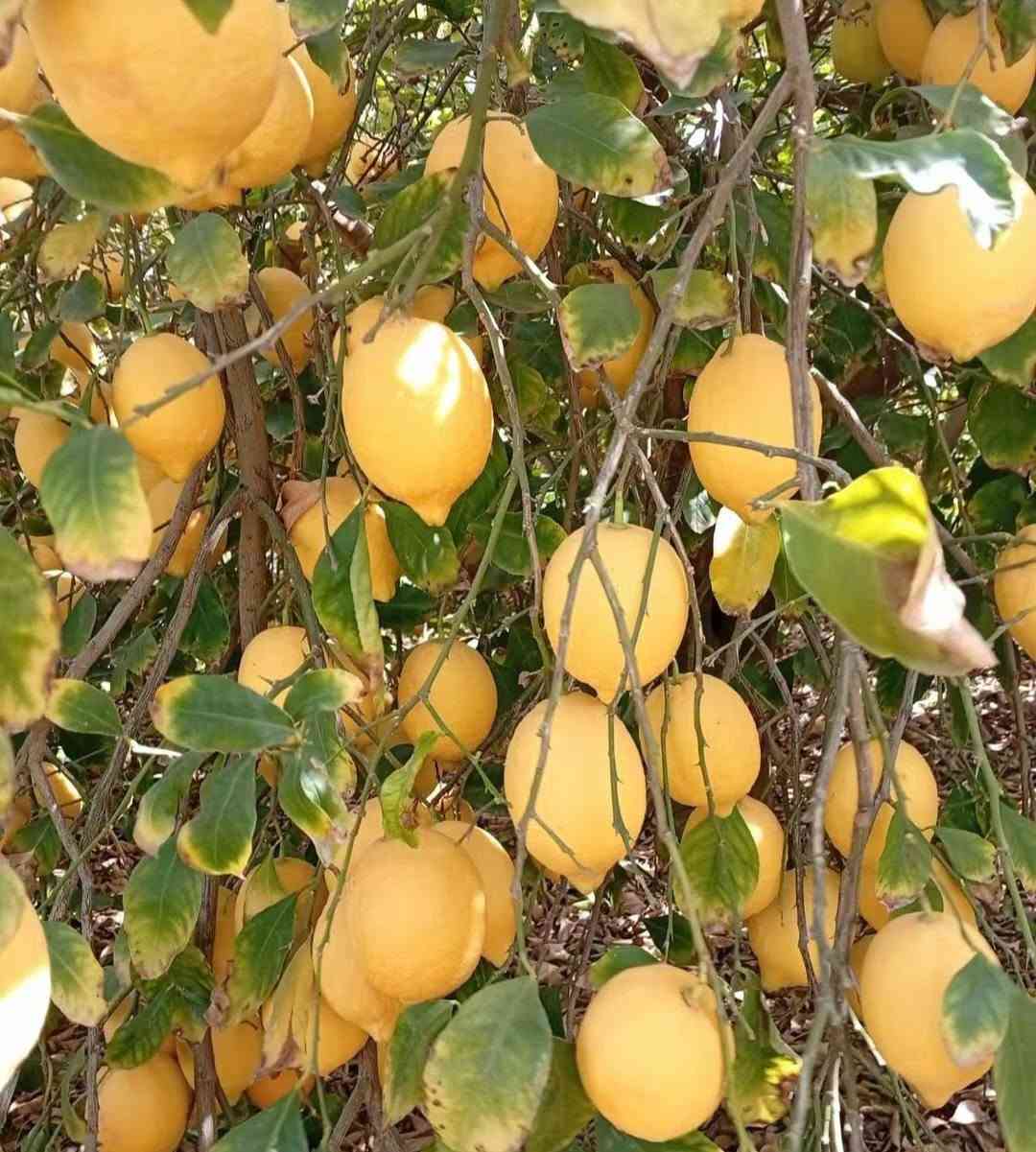 ليمون ماير • غزارة إنتاج • القائم حسيبة