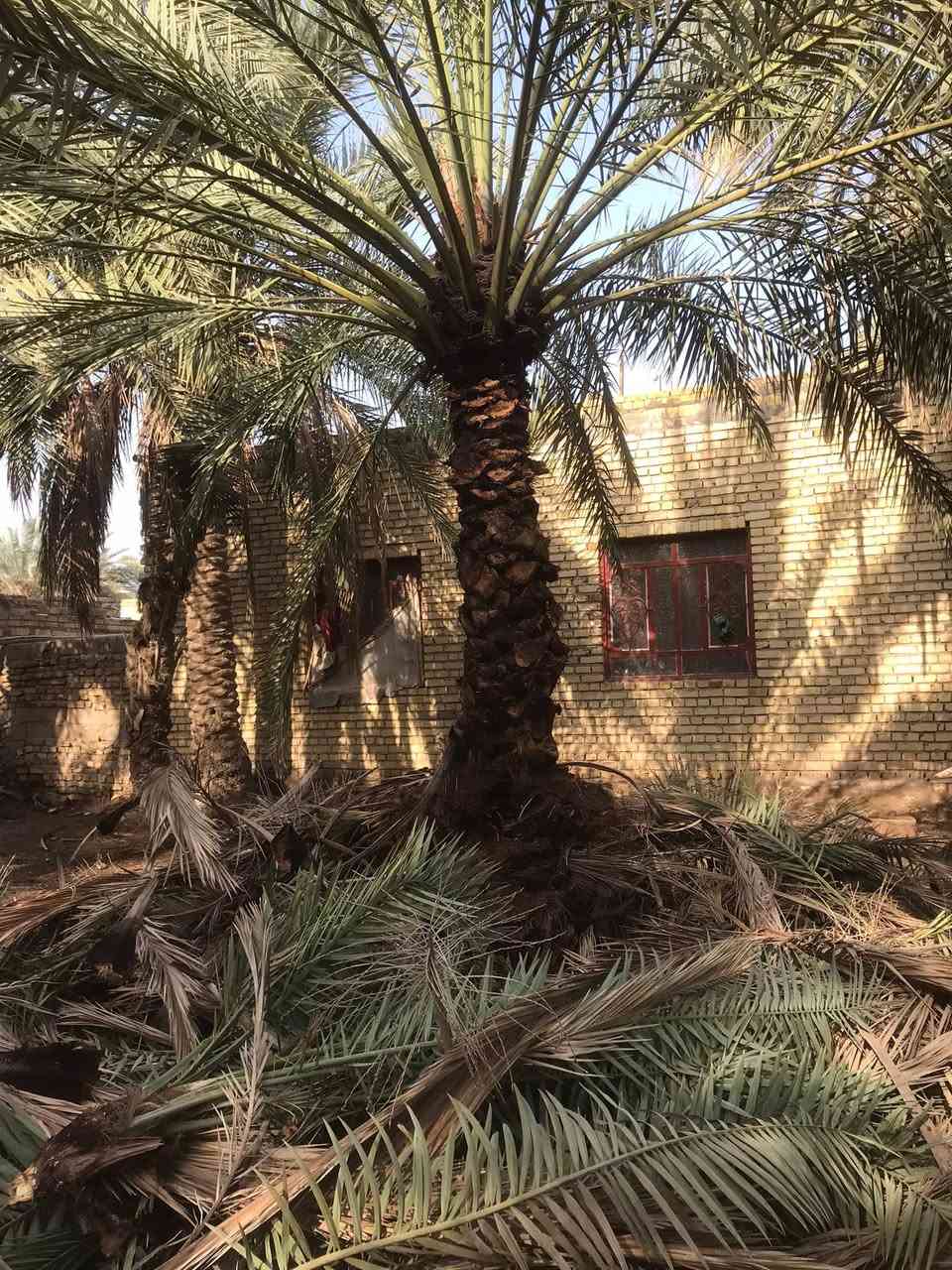 تنسيق حدائق • زراعة ثيل • تكريب نخيل