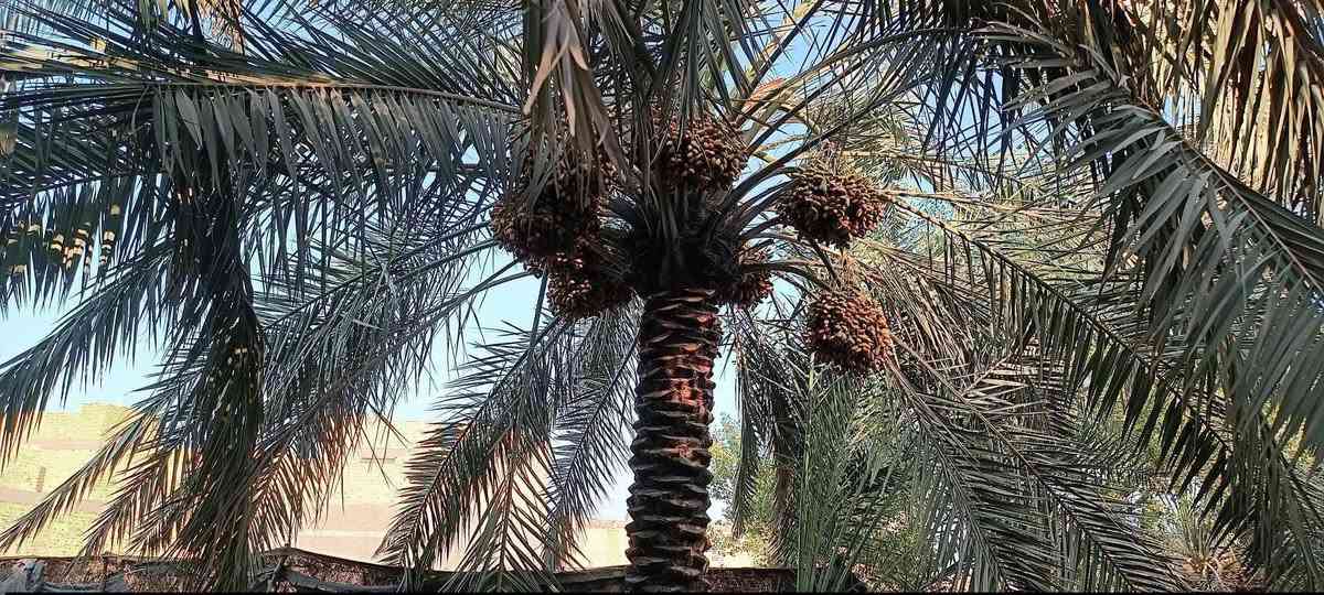 🌴 أرض زراعية للبيع
📐 المساحة: 1190 م
📏 الواجهة: 17 متر
📏 الطول: 70 متر
🛣️ الواجهة على شارع مُبلّط، ونهاية الأرض على شارع ترابي.
📍 الموقع: قضاء سوق الشيوخ -البطاط تبعد حوالي 500 متر عن جسر أبو حديبة، بالقرب من بيت الشيخ أبو غزوان.
🌴 تحتوي الأرض على أنواع متعددة من أشجار النخيل.
📞 للاستفسار والاتصال:
***********
