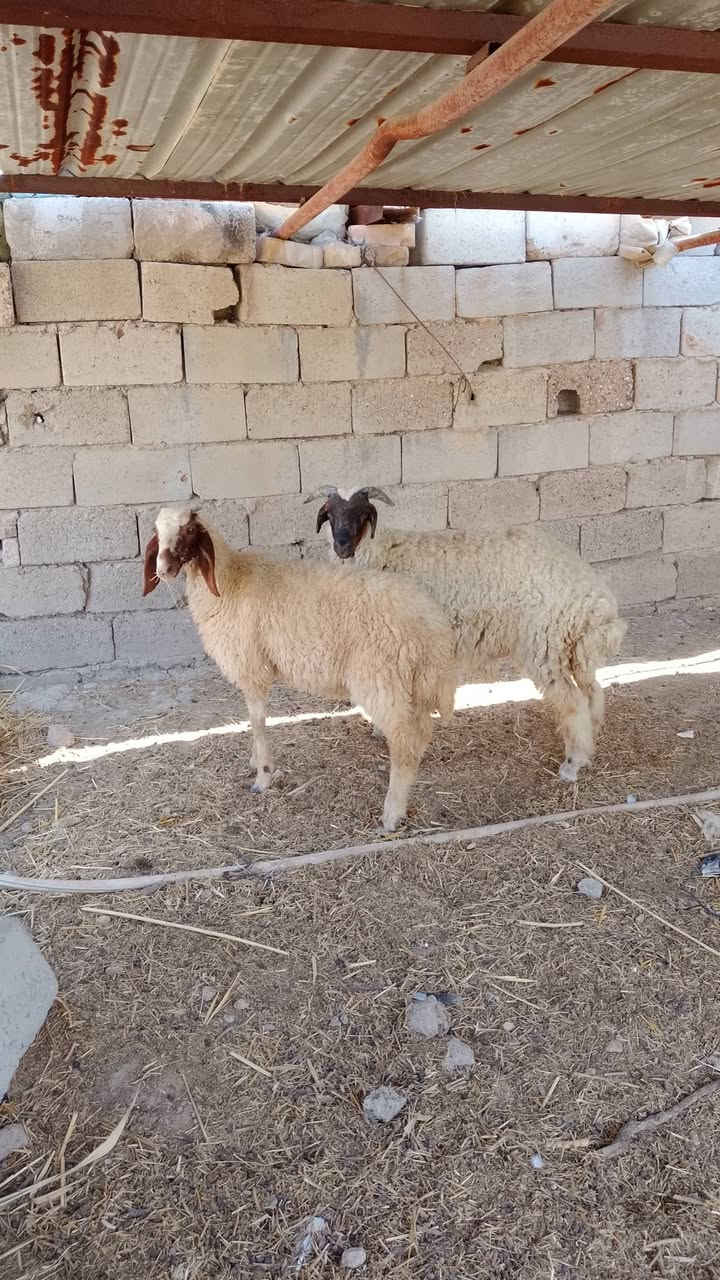السلام عليكم
طليان لبيع مكاني قريب من المدائن سلمان باك اب 

***********
