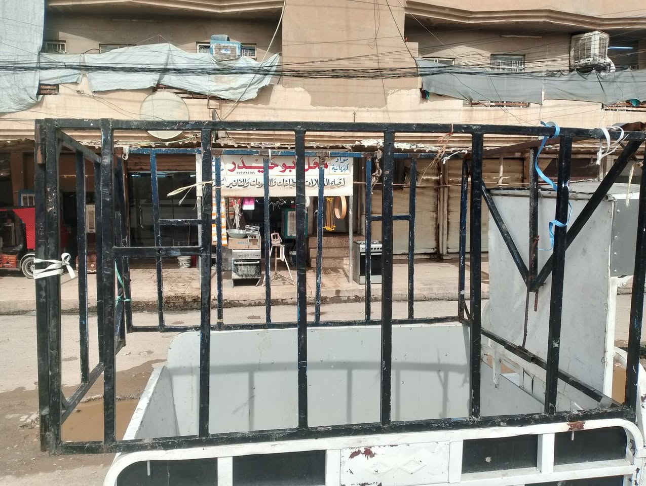 ستوته محجل • عالي • تل الرمان