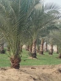 عدة نخل • ضمان • خاص