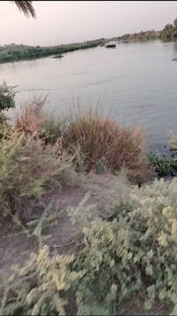 ٨ دونم • طابو زراعي • شط الفرات ١١٠م