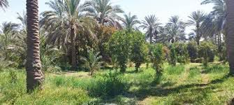 دونم • الابراهيميه • نص مزروع