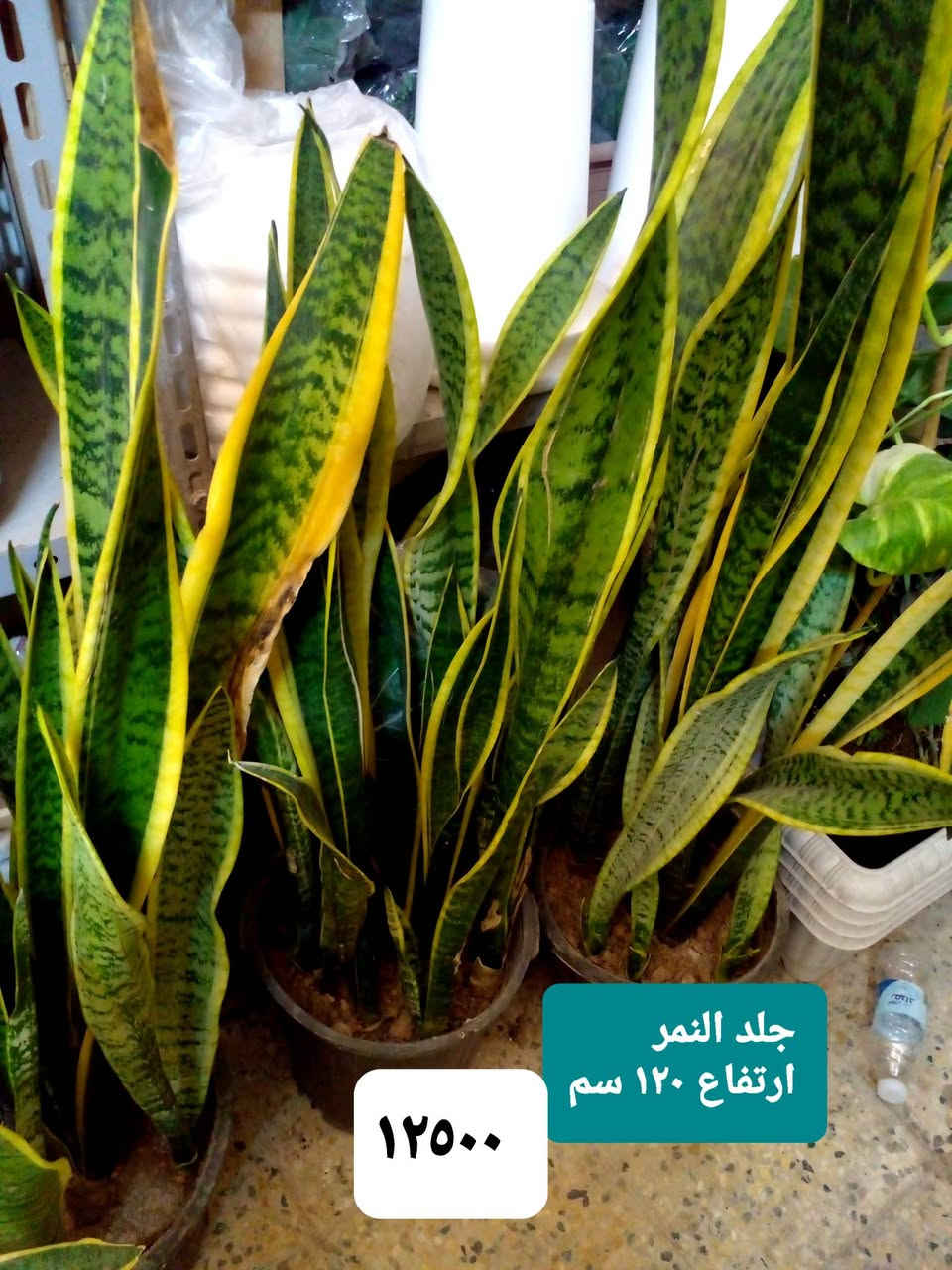 سلام عليكم
عرض نباتات داخلية كثيفة ..
عرض بتموس السلسبيل  15 L
فقط ب ٥٠٠٠
عصا موسى 
١٢٥٠....١٧٥٠....٢٠٠٠...٢٥٠٠
موقعنا ..
بغداد ..حي العدل ..شارع الأسواق المركزية ...مقايل مدرسة الأرض السعيدة ...داخل قيصرية عباس 
للحجز او الإستفسار 
المسنجر أو الواتسآب ●***********●

نص مكتوب في الصور:
- اريكاريا داخلية ارتفاع متر ٨٥٠٠
- أراليا داخلية خارجية بالظل ارتفاع ٧٠ سم كثيفة ٧٠٠٠
- بلبلب مرمري
- ٥٠٠٠
- جلونيما خضراء خشنة ٨٥٠٠
- ١٢٥٠٠
- جلد النمر
- ارتفاع ١٢٠ سم
- زاميا داخلي كثيفة ارتفاع 65 سم ١٤٥٠٠
- يوكا هولندي
- أحادي ارتفاع ١٥٠ سم
- ١٤٠٠٠
- یوکا ثلاثیة ارتفاع ٧٥ سم ١٣٠٠٠
- كريتون داخلي ارتفاع 85 سم كثيف جدا 11000