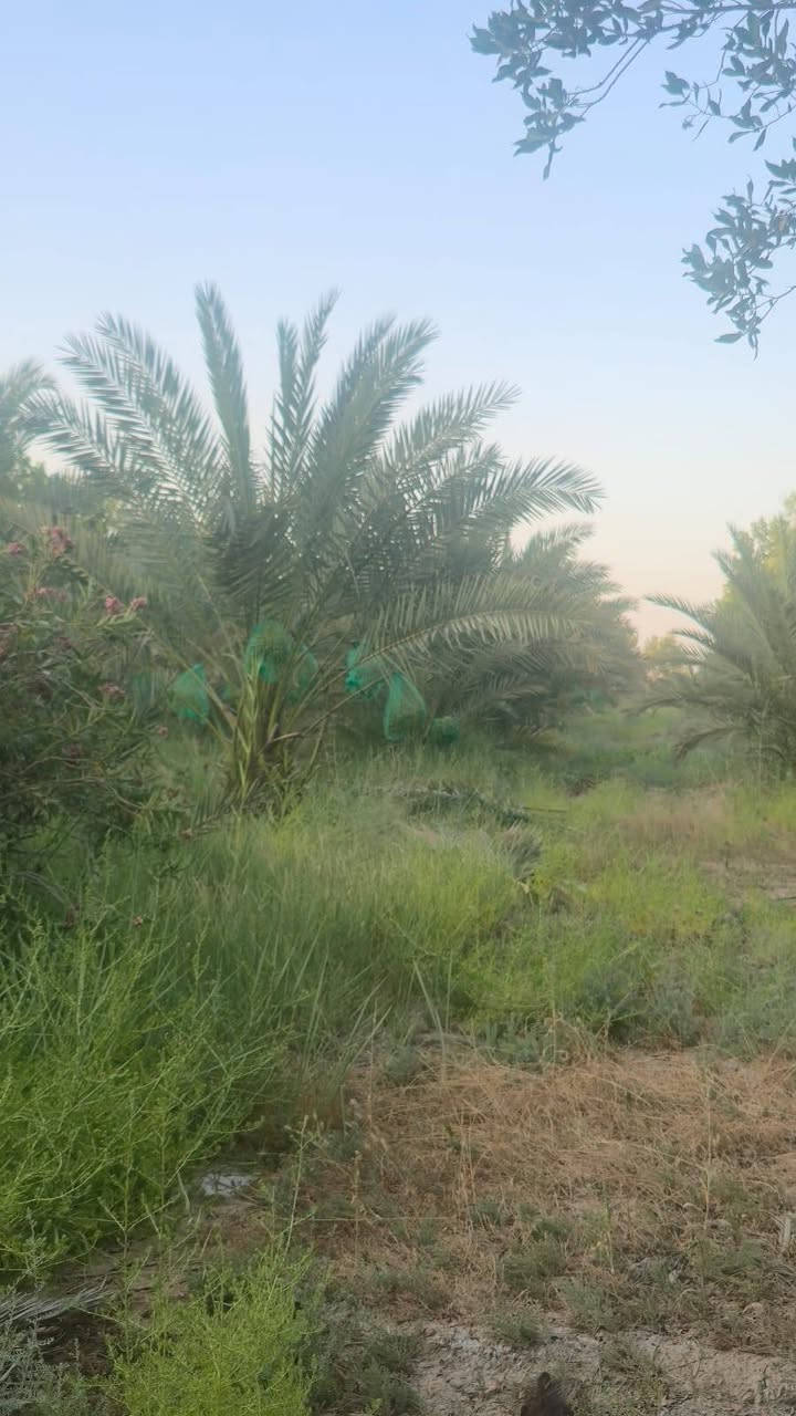٦ دونم • ٣١٥ نخلة • سقي تقطير