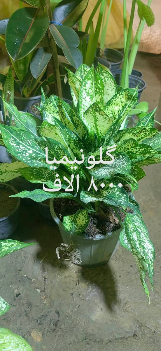 📍 زورونا في مشتل ومنحل كاردينيا
الموقع ديالى بعقوبه التحرير مقابل بيت كمبش والفرع الثاني بكاطون الرحمه للاستفسار الاتصال على الرقم ***********

نص مكتوب في الصور:
- بلاب متدلي
- ٦,٠٠٠ الاف
- سجاد الف دينار
- شمدوريا ١٢٠٠٠ الف
- كلونيما ٨٠٠٠ الاف
- مطاط ٧٠٠٠ الاف
- زنبق السلام
- ٨٠٠٠ الاف
- دفنباخية ٨٠٠٠ الاف
- بلاب عمودي ٩٠٠٠ الاف
- دفنباخية ٨٠٠٠ الاف مشتل ومنحل كاردنيا صورة منذ 54 د كل الهلة هاي اسعارنا الجديدة مشتل ومنحل كاردنيا بعقوبة التحرير مقابل بيت كمبش والثاني كاطون الرحمة مراسلة مشتل ومنح...