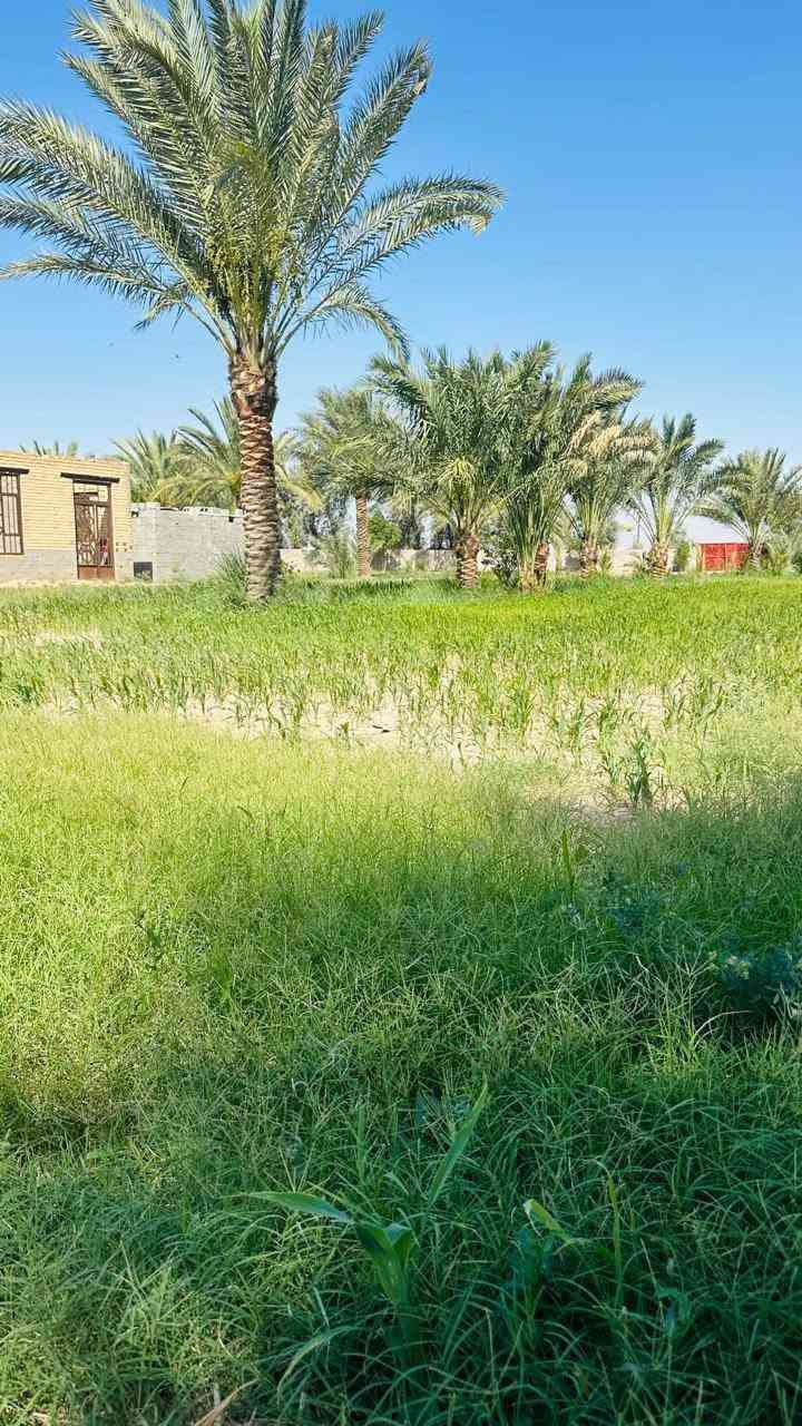 دونمين • بيت ٣٥٠م • الحولي