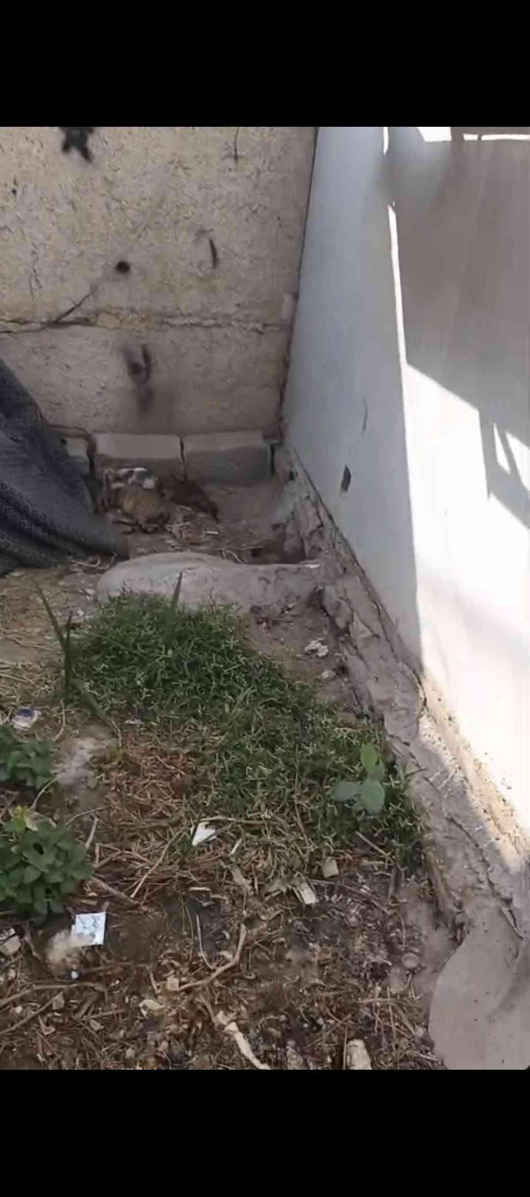 بيت للاجار 130متر 
حي ميسان مقابل مصرف الدم مباشر 
منطقه هادئة ومحترمة 
غرفتين كاملات + مطبخ + حمامات + باقي المساحه طارمه + حديقه صغيره 
مطلوب عائلة صغيره تسكنه 
للتواصل *********** النجف, العراق
