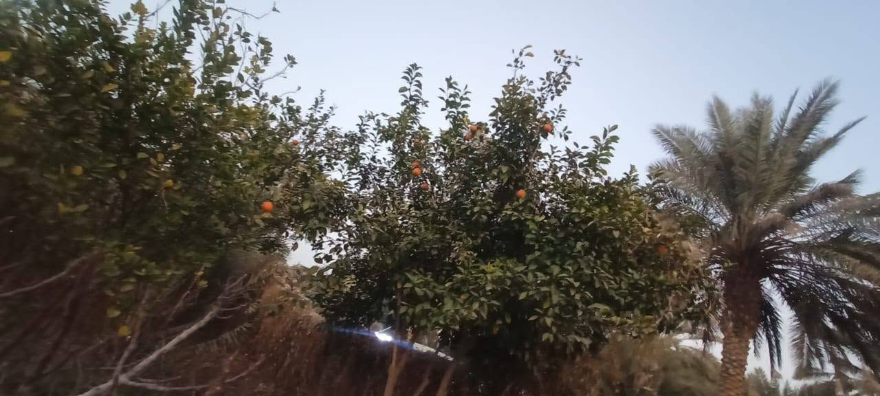 سلام عليكم من رخصت ابو الكروب مزرعة اللبيع طابو بستنة سند مستقل بسم شخص واحد مساحة دونمين تحتوي على نخل برحي وتين وحمضيات خدمات كاملة كهرباء وماء اسألة وماء سقي العنوان طريق السنية جهة زوار على شارع العام مباشر الاتصال على الرقم ***********
