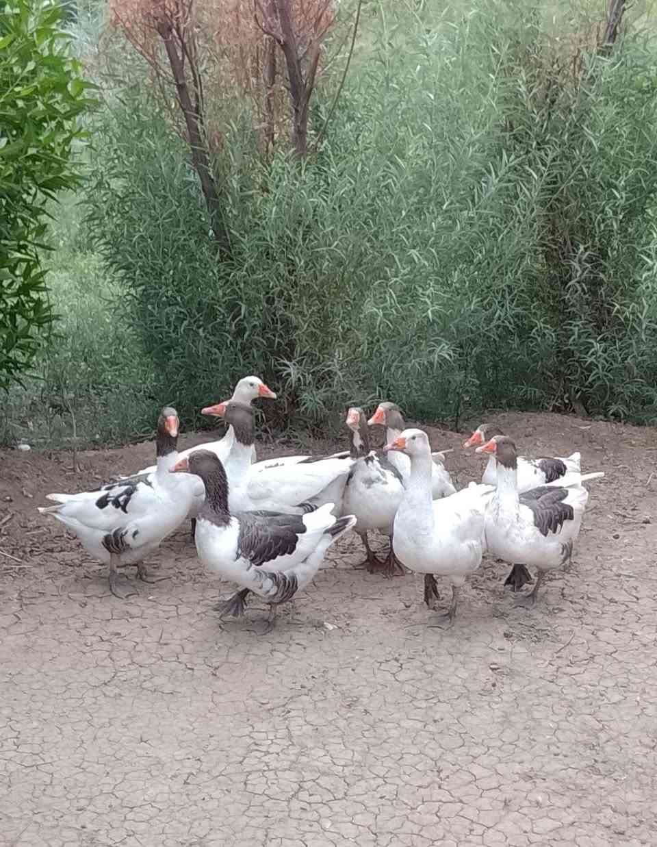 بط • ٩ قطع • البياع سويب