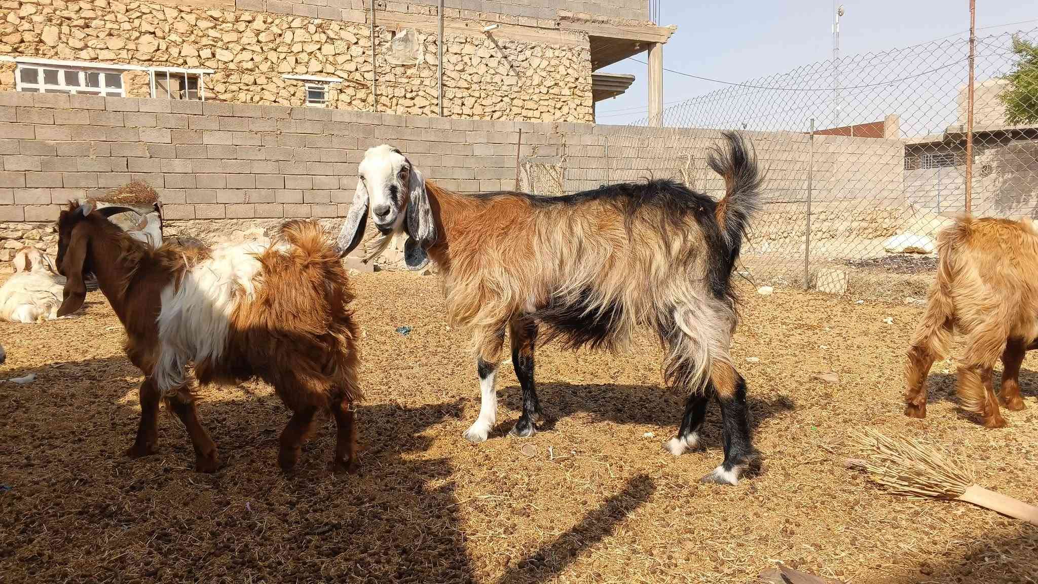 زوج معزة • امهات • خط أول