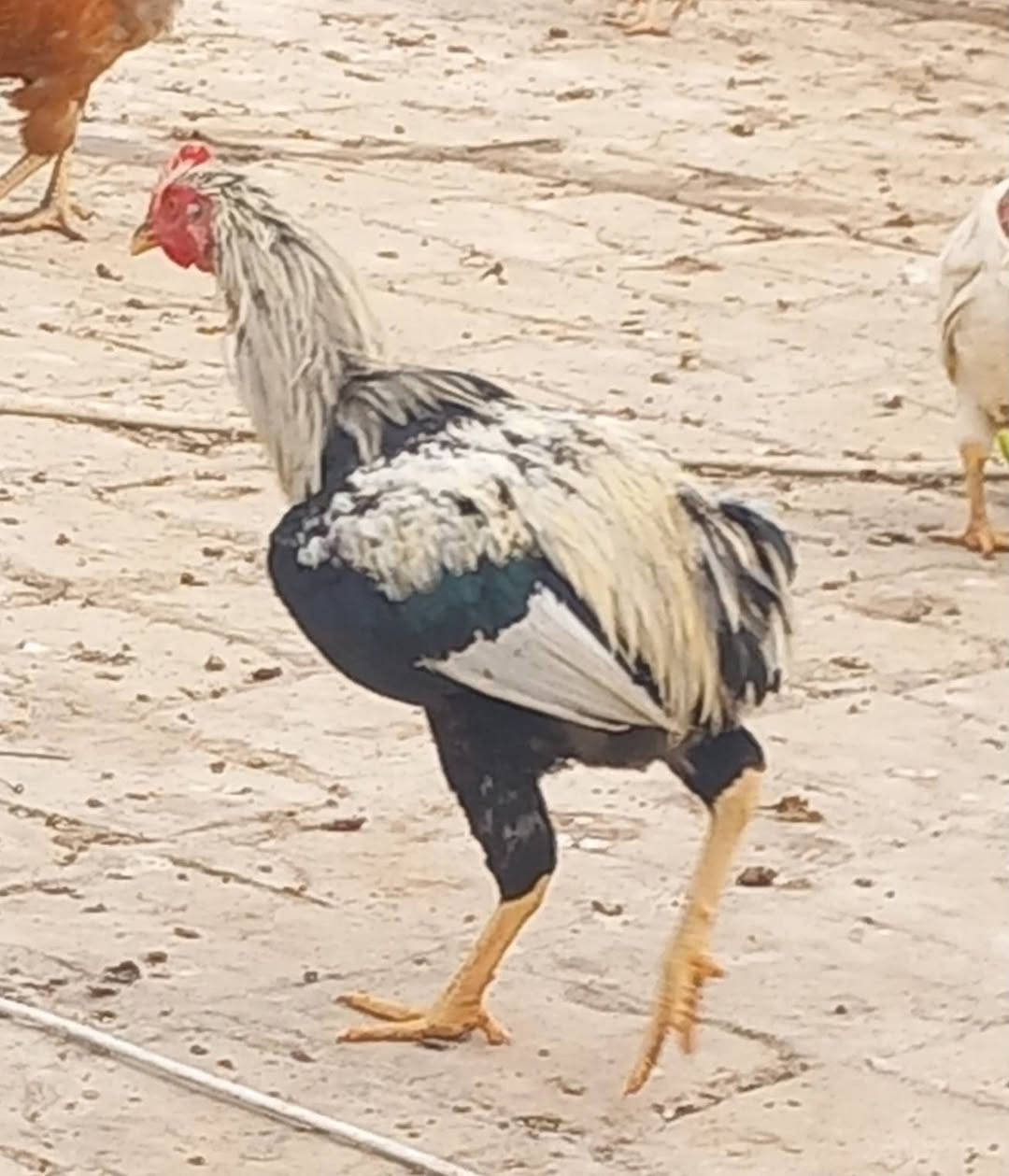 ديوجه • عدد ٢ • مجال