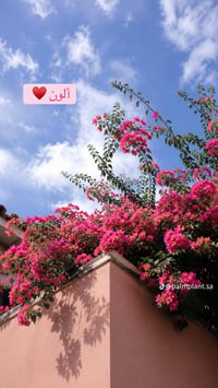 مشتل النور • شتلة مجانية • نباتات ومستلزمات
